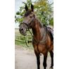 Endurance Bridle Cs Black