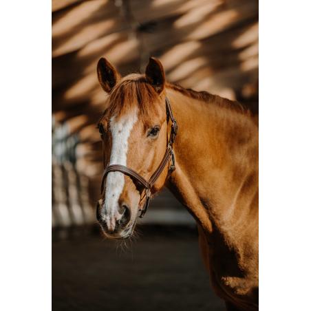 Halter Us Fs Havana