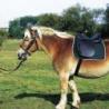 Silla NORTON CLUB extra-full