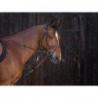 Gogue con poleas RIDING WORLD