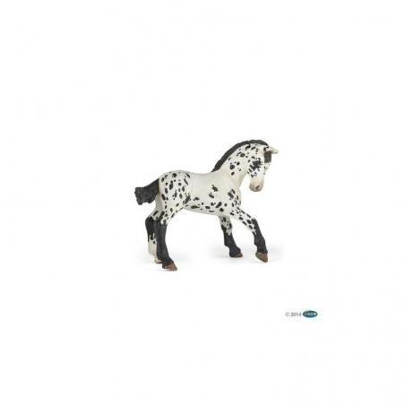 Potro appaloosa negro PAPO