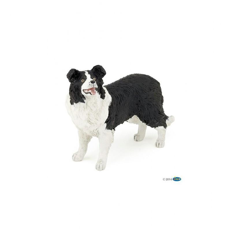 Border Collie PAPO