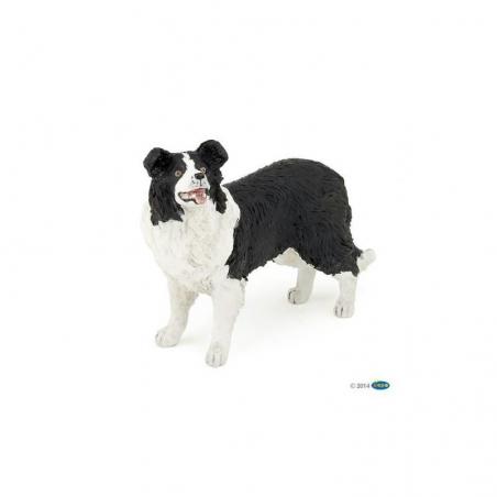 Border Collie PAPO
