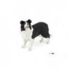 Border Collie PAPO