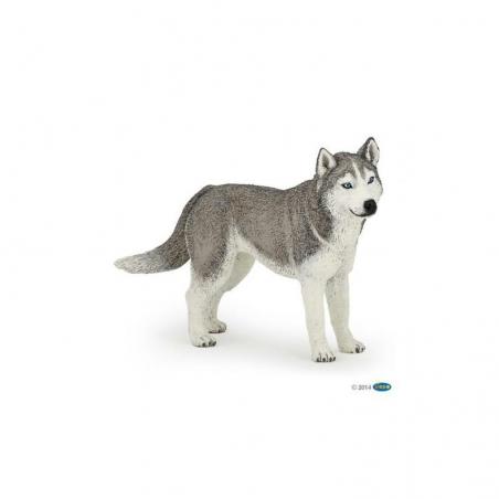 Husky de Siberia PAPO