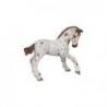 Potro Appaloosa PAPO