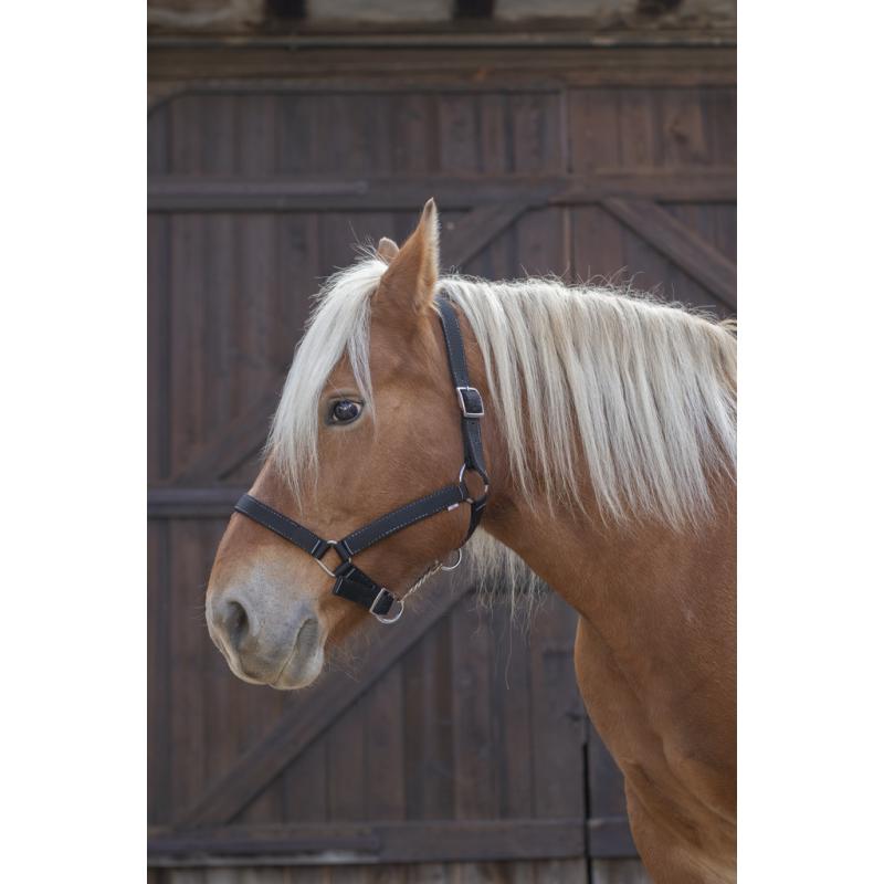 Cabezada Para Caballo De Tiro Norton Pro
