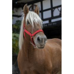 Cabezada Para Caballo De Tiro Norton Pro