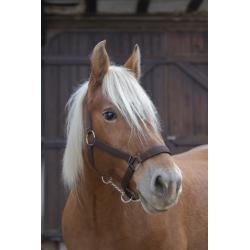 Cabezada Para Caballo De Tiro Norton Pro