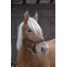 Cabezada Para Caballo De Tiro Norton Pro