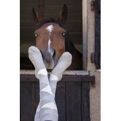 Calcetines Equithème "girly"