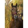 Cabezada De Cuadra + Ramal Equithème "tressé"