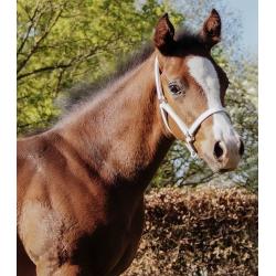 Cabezada Para Presentar Potros Star, Cuero